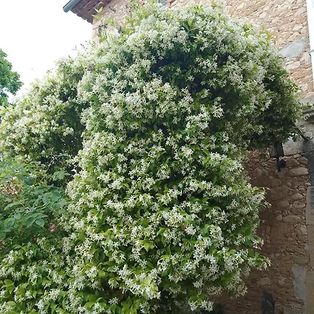 Les Du Mont Ventoux Vakantiehuis Bédoin
