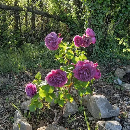 Les Du Mont Ventoux * Bédoin