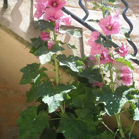 Vakantiehuis Les Du Mont Ventoux *